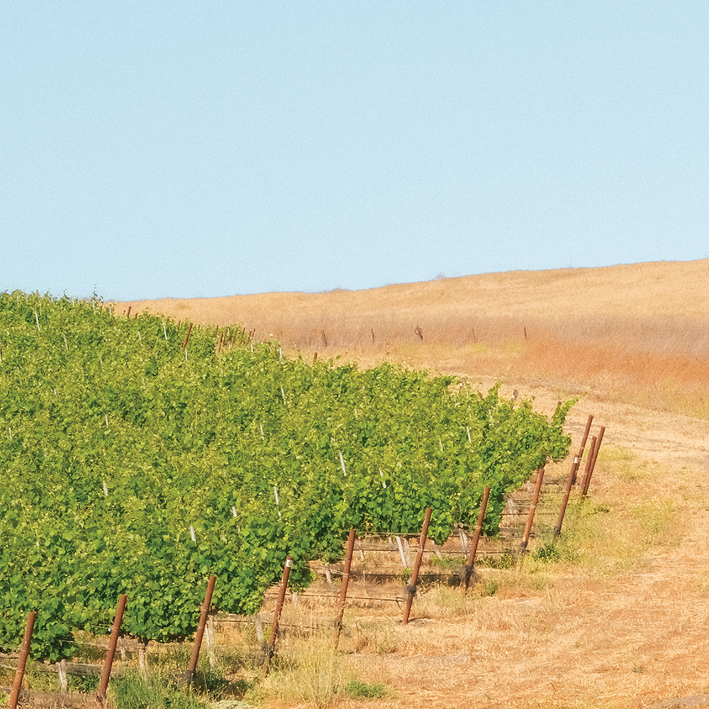 Vineyard surrounded by golden grasses