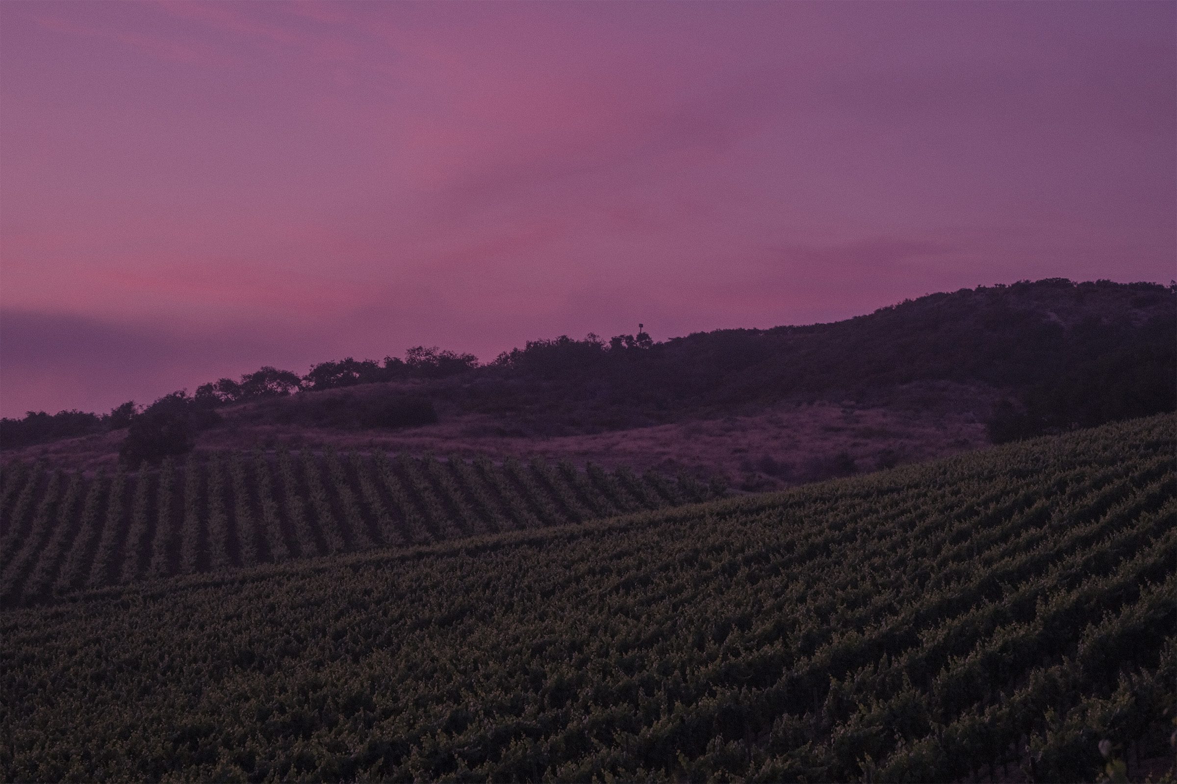 Vineyard under a purple sky
