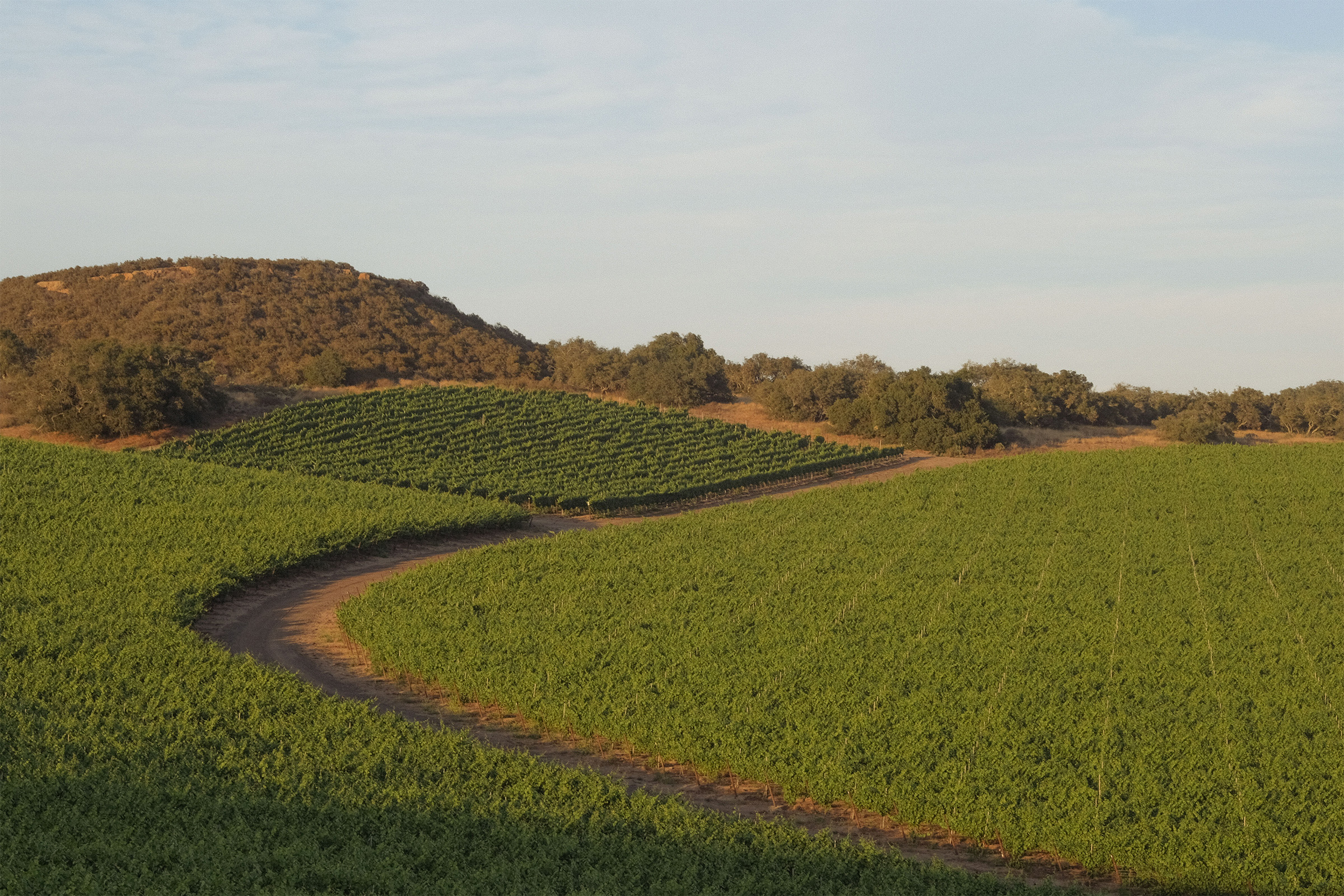 Winding road through vineyard