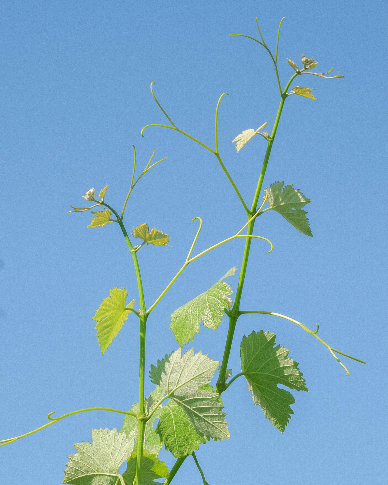 Vine against a blue sky