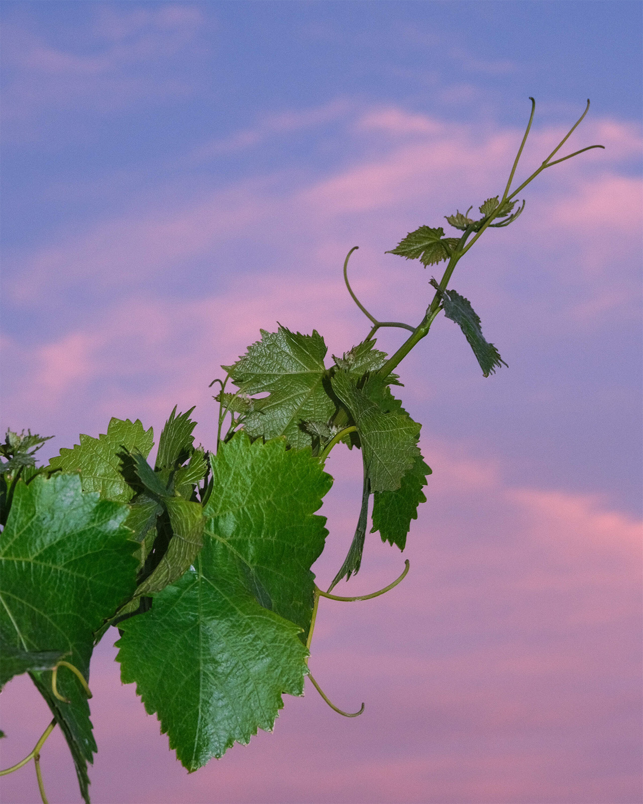 Vine reaching towards purple sky